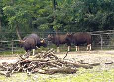 Gaur.jpg